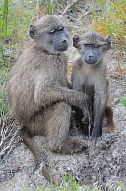 Chacma baboon (Papio hamadryas ursinus) young siblings. deHoop Nature Reserve, Western Cape, South Africa, October