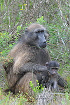 Chacma baboon (Papio hamadryas ursinus) female  with infant. deHoop Nature Reserve,  Western Cape, South Africa, October