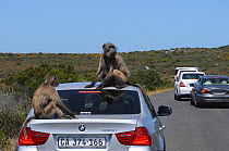 Chacma Baboon (Papio hamadryas ursinus) Sitting on tourist vehicle. Cape Point, Table Mountain National Park, Cape Town, South Africa, October