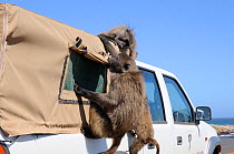 Chacma baboon (Papio hamadryas ursinus) trying to break into vehicle. Cape Point, Table Mountain National Park, Cape Town, South Africa, October