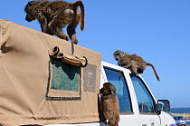 Chacma baboon (Papio hamadryas ursinus) Playing and trying to break into vehicle. cape Point, Table Mountain National Park, Cape Town, South Africa, October