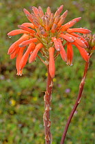 Soap Aloe (Aloe maculata) DeHoop Nature Reserve, Western Cape, South Africa, October