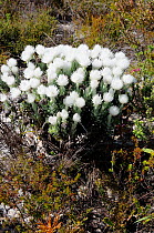 Cape Everlasting (Syncarpha speciosissima) in fynbos mosaic. Cape Pont. Table Mountain National Park. Cape Town, South Africa, October