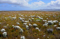 Cape Everlasting (Syncarpha speciosissima) in fynbos mosaic scrubland. Cape Point, Table Mountain, National Park, Cape Town, South Africa, October