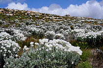 Cape Everlasting (Syncarpha speciosissima) in fynbos mosaic scrubland on sloping rocky ground. Cape Point, Table Mountain Nat Park, Cape Town, South Africa, October