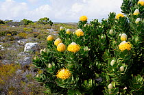 Pincushion (Leucospermum cococarpodendron) in fynbos mosaic shrubland. Cape Point, Table Mountain National Park, Cape, Town, South Africa, October