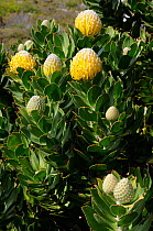 Pincushion (Leucospermum conocarpodendron) Cape Point, Table Mountain National Park, Cape Town, South Africa, October