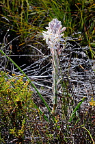 Grass Lily (Chlorophytum triflorum) Cape Point, Table Mountain National Park, Cape Town, South Africa, October