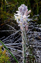 Grass Lily (Chlorophytum triflorum) Cape Point, Table Mountain Nat Park, Cape Town, South Africa, October