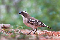 White-browed sparrow weaver (Plocepasser mahali) profile portrait, Kgalagadi Transfrontier Park, South Africa