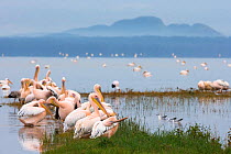 Eastern white pelicans (Pelecanus onocrotalus) resting on edge of Lake Nakuru National Park, Kenya, September