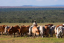 Boran cattle herd used in wildlife conservation management, Ol Pejeta Conservancy, Laikipia, Kenya, Africa, September 2012