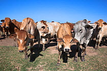 Boran cattle herd used in wildlife conservation management, Ol Pejeta Conservancy, Laikipia, Kenya, Africa, September 2012