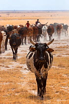 Maasai herding cattle in Amboseli National Park, Amboseli-Tsavo ecosystem, Kenya, Africa, October 2012