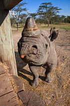 Black rhinoceros (Diceros bicornis) hand-reared blind bull called Baraka based at information centre for community education, Ol Pejeta Conservancy, Laikipia, Kenya, Africa, September 2012 captive