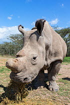 Northern white rhino (Ceratotherium simum cottoni) female  called Najin, Ol Pejeta Conservancy, Laikipia, Kenya, Africa, September 2012