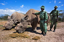 Northern white rhino (Ceratotherium simum cottoni) male called Suni with female Najin, watched over by keepers Jeremy Kimathi and Peter Esogon, Ol Pejeta Conservancy, Laikipia, Kenya, Africa, Septembe...