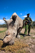 Northern white rhino (Ceratotherium simum cottoni) female called Najin, watched over by armed guard, Ol Pejeta Conservancy, Laikipia, Kenya, Africa, September 2012