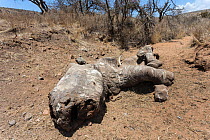 White rhinoceros (Ceratotherium simum) carcass of animal poached for its horn, one week after killing, Lewa Conservancy, Laikipia, Kenya, September 2012