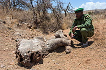 White rhinoceros (Ceratotherium simum) carcass of animal poached for its horn, one week after killing, with security officer John Tanui, Lewa Conservancy, Laikipia, Kenya, September 2012
