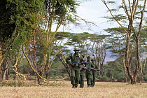 Armed anti-poaching patrol out in Lewa Conservancy, Laikipia, Kenya, September 2012