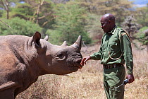 Black rhinoceros (Diceros bicornis) orphaned calf with security officer John Tanui at Lewa Wildlife Conservancy, Laikipia, Kenya, Africa, September 2012