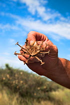Devil's claw (Harpagophytum procumbens) fruit, Tswalu Kalahari private game reserve, Northern Cape, South Africa, January 2012