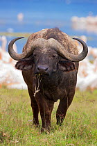 Cape buffalo (Syncerus caffer caffer), Lake Nakuru National Park, Kenya