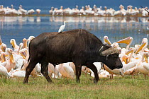 Cape buffalo (Syncerus caffer caffer) with Cattle egret (Bubulcus ibis ibis) on back with Eastern white pelicans on edge of lake behind, Lake Nakuru National Park, Kenya