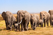 African Elephant (Loxodonta africana) family herd on the move, Amboseli National Park, Kenya