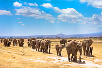 African elephants (Loxodonta africana) large family group on migration, Amboseli National Park, Kenya