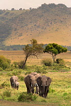 African elephant (Loxodonta africana) herd walking to the river to drink, Masai Mara Game Reserve, Kenya