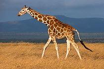 Reticulated giraffe (Giraffa camelopardalis reticulata) walking profile, Ol Pejeta conservancy, Laikipia, Kenya