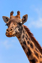 Masai giraffe (Giraffa camelopardalis tippelskirchi) head portrait, Nairobi National Park, Kenya