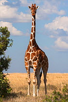 Reticulated giraffe (Giraffa camelopardalis reticulata) standing portrait, Ol Pejeta conservancy, Laikipia, Kenya