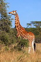 Rothschild's giraffe (Giraffa camelopardalis rothschild) feeding on vegetation, Lake Nakuru National Park, Kenya
