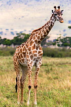 Masai giraffe (Giraffa camelopardalis tippelskirchi) standing portrait, Masai Mara game reserve, Kenya