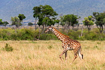Masai giraffe (Giraffa camelopardalis tippelskirchi) walking across savanna, Masai Mara game reserve, Kenya