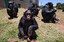 Chimpanzees (Pan troglodytes) from West and Central Africa that were orphaned or abused find sanctuary in the Sweetwaters Chimpanzee Sanctuary, Ol Pejeta conservancy, Laikipia, Kenya, September 2012