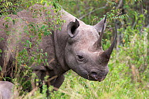 Black rhinoceros (Diceros bicornis) profile portrait, Masai Mara Game reserve, Kenya