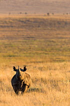 Black rhinoceros (Diceros bicornis) on savanna, Lewa Wildlife Conservancy, Laikipia, Kenya