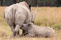 White rhinoceros (Ceratotherium simum) calf suckling from mother, Lake Nakuru National Park, Kenya