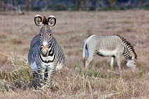 Grevy zebra (Equus grevyi) two grazing on savanna, one very pregnant, Lewa conservancy, Laikipia, Kenya