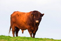 Bull in farmer's field, Islay, Scotland, UK