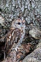 Tawny owl (Strix aluco) camouflaged on tree, UK captive