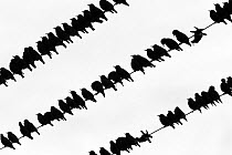 Common starlings (Sturnus vulgaris) flock on telegraph wires, Islay, Scotland, UK