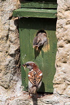 House sparrow (Passer domesticus) male feeding chick at nestbox, Northumberland, UK, August