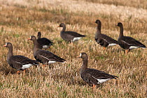White fronted geese (Anser albifrons) in stubble field, Islay, Scotland, UK, October