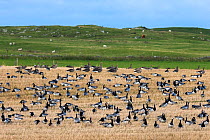 Barnacle geese (Branta leucopsis) and White fronted geese (Anser albifrons), in stubble field, Islay, Scotland, UK, October
