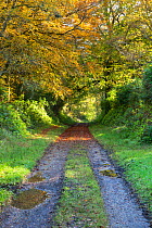 Woodland walk in autumn colours, Bridgend Woods, Islay, Scotland, October